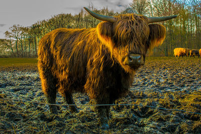 Highland cow in farm