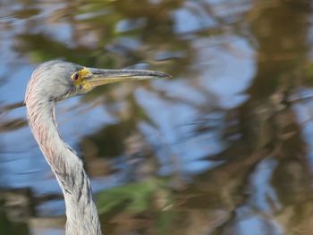 Close-up of gray heron