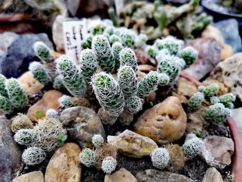 High angle view of succulent plants