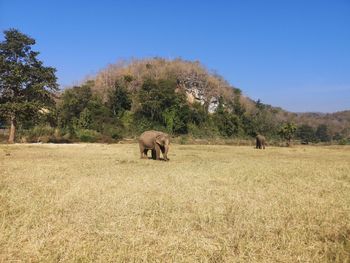 Side view of elephant on field