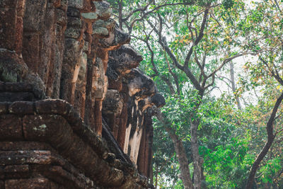 Low angle view of monkey on tree in forest