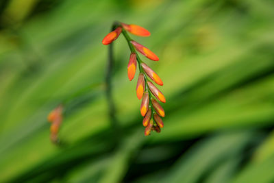 Close-up of orange leaves on plant