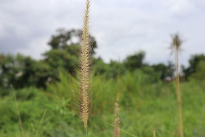 Close-up of stalks on field against sky