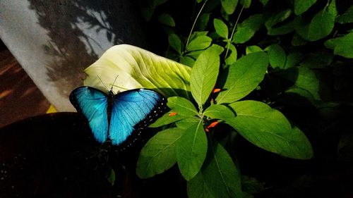 Close-up of butterfly on plant