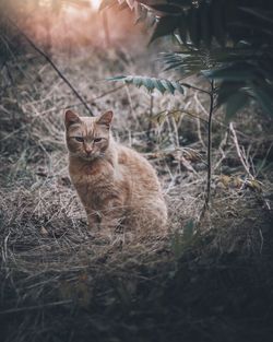 Portrait of cat sitting outdoors