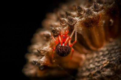 Close-up of spider