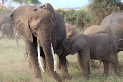 Mother and baby elephant