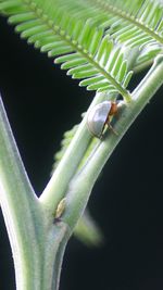 Close up of green plant