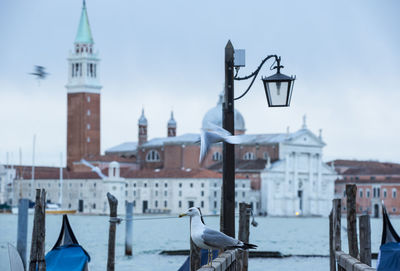 Seagulls by grand canal against church of san giorgio maggiore