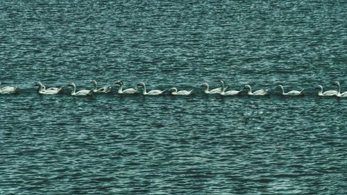 Swans on lake