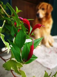 Close-up of a dog