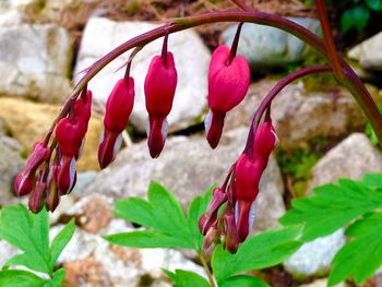 Close-up of pink flower