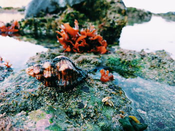 Close-up of shell on rock