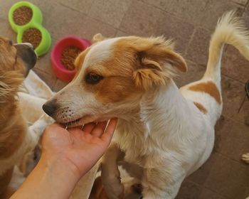 Midsection of person with dog