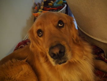 Close-up portrait of a dog