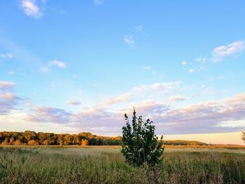 Scenic view of field against sky during sunset