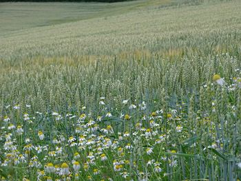 Flowers growing in field