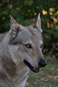 Close-up of dog looking away