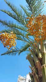 Low angle view of coconut palm tree against sky