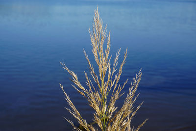 Close-up of frozen plant in lake