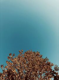 Low angle view of cherry blossom against blue sky