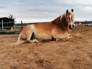 Brown horse in the field