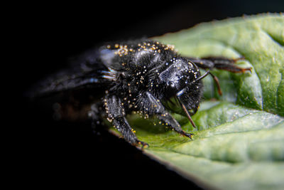 Close-up of insect over black background