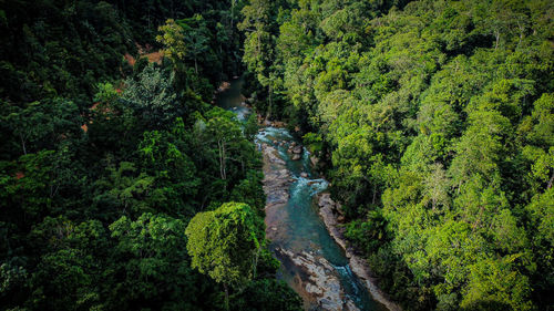 Scenic view of forest