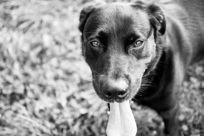 Close-up portrait of dog