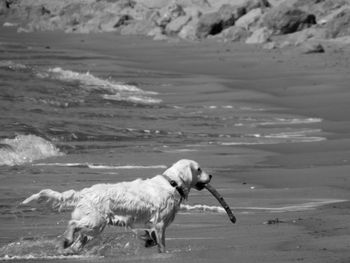 Dog with stick in mouth walking at beach