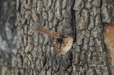 Close-up of lizard on tree trunk