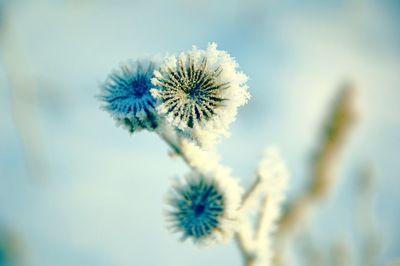 Close-up of flower against blurred background