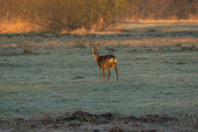 Deer standing on a land