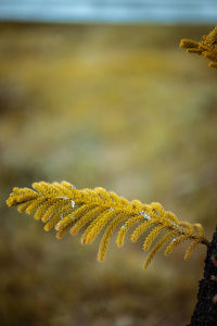 Close-up of yellow plant during winter