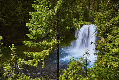 Scenic view of waterfall in forest