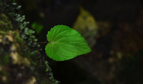 Close-up of plant