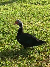 High angle view of bird on grass