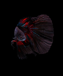 Close-up of a fish