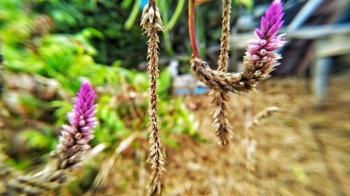 Close-up of wheat growing on field