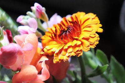 Close-up of flowering plant