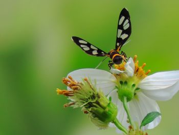 Close-up of butterfly pollinating on flower