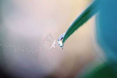 Close-up of insect on leaf