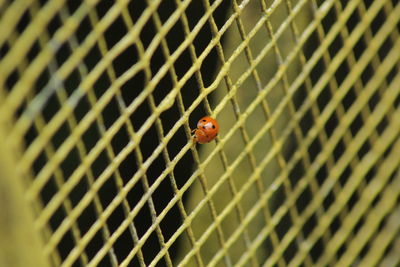 Close-up of ladybug on metal fence