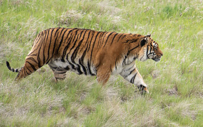Tiger in a field