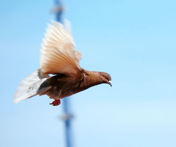 Low angle view of bird flying against clear sky