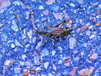 Close-up of insect