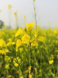 Close-up of yellow flowering plants on field