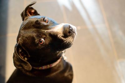 Close-up portrait of dog