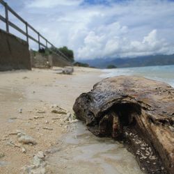 Close-up of lizard on land