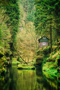 Reflection of trees in lake